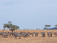 Landschap zebra's